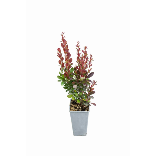 Bārbele 'Red Pillar' C2