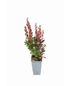 Bārbele 'Red Pillar' C2