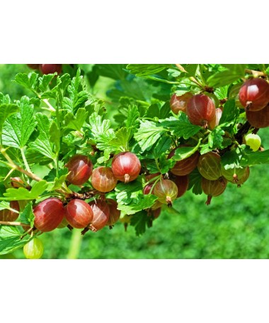 Sarkanais ērkšķogas 'Hinnonmaki Red' C2