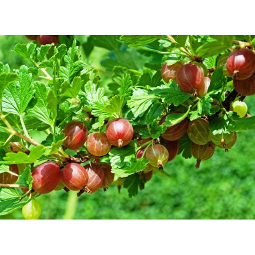 Sarkanais ērkšķogas 'Hinnonmaki Red' C2