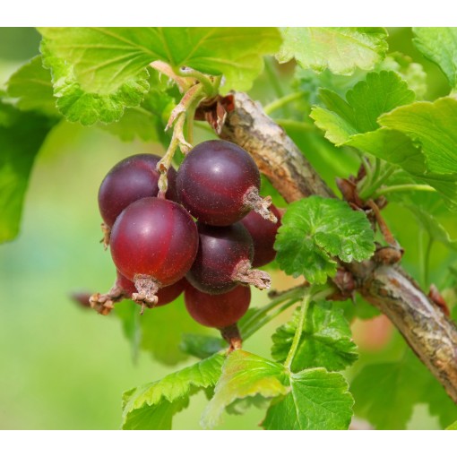 Sarkanais ērkšķogas 'Hinnonmaki Red' C2