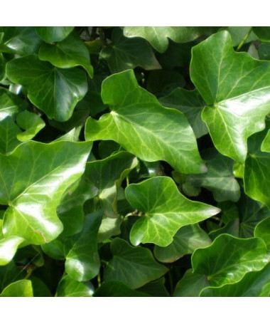 IpĪru efeja, 4L pods