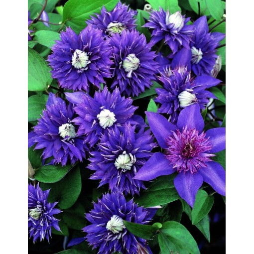 Clematis ‘Kokonoe’® C2