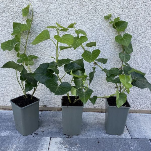 IpĪru efeja, 4L pods