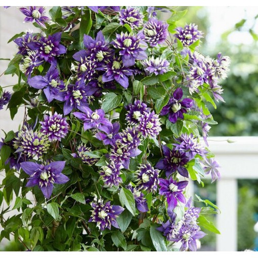 Clematis ‘Kokonoe’® C2