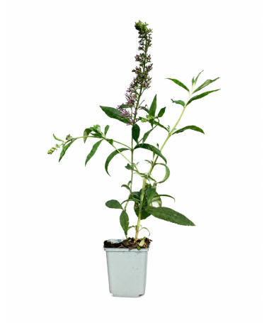Dāvida budleja 'Pink Delight' P9/C1