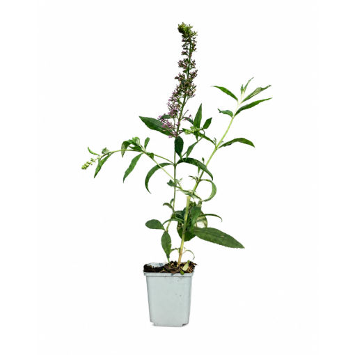 Dāvida budleja 'Pink Delight' P9/C1