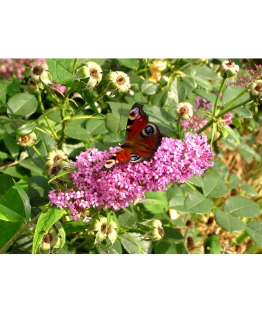 Dāvida budleja 'Pink Delight' P9/C1