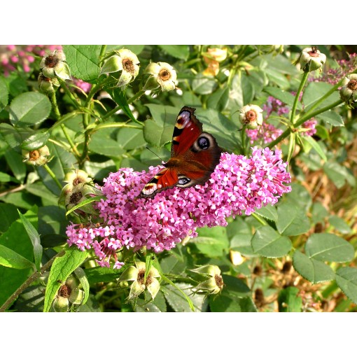Dāvida budleja 'Pink Delight' P9/C1