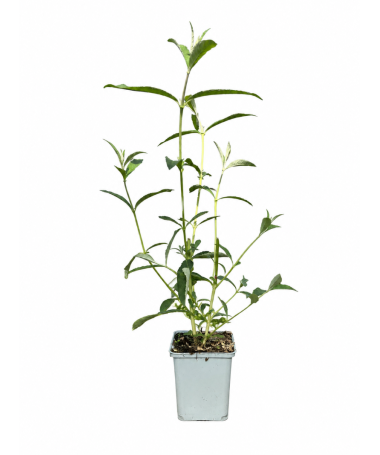 Dāvida budleja 'Border Beauty' P9/C1