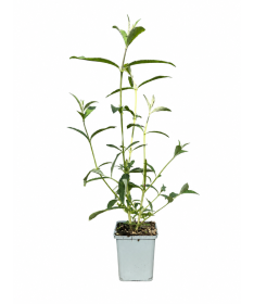 Dāvida budleja 'Border Beauty' P9/C1