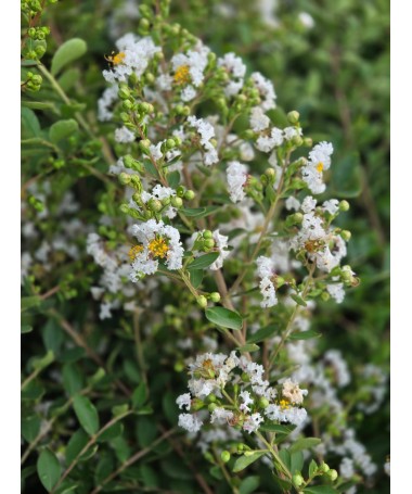 Indijas lagerstrēmija 'White' (Bez pusdienlaika saules) (Režģis) C6