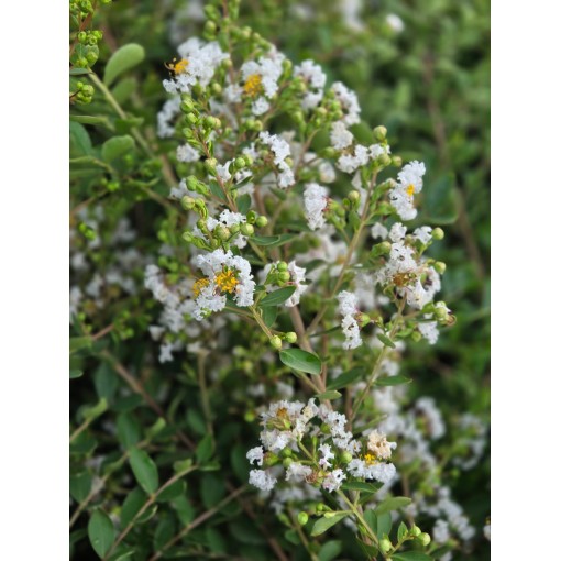 Indijas lagerstrēmija 'White' (Bez pusdienlaika saules) (Režģis) C6