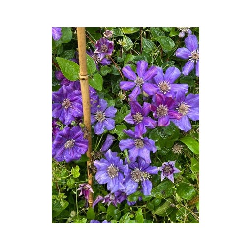 Klematis ‘Ashva’ P9/C1