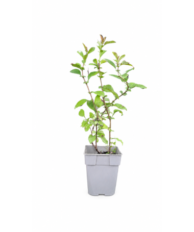 Japānas henomele ‘Red Joy’ P9/C1