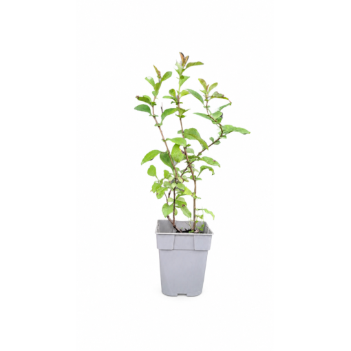 Japānas henomele ‘Red Joy’ P9/C1