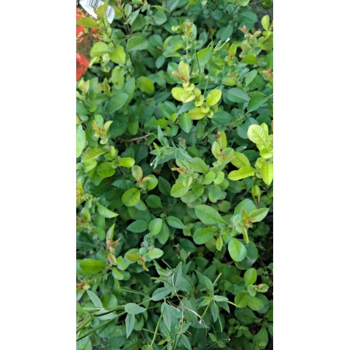 Japānas henomele ‘Red Joy’ P9/C1