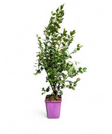 Zemējsegas cotoneaster 6L pods
