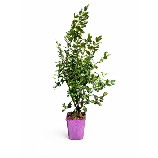 Zemējsegas cotoneaster 6L pods