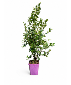 Zemējsegas cotoneaster 6L pods