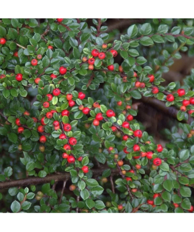 Zemējsegas cotoneaster 6L pods