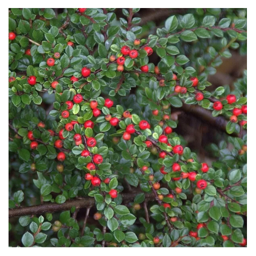 Zemējsegas cotoneaster 6L pods