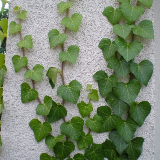 IpĪru efeja, 4L pods