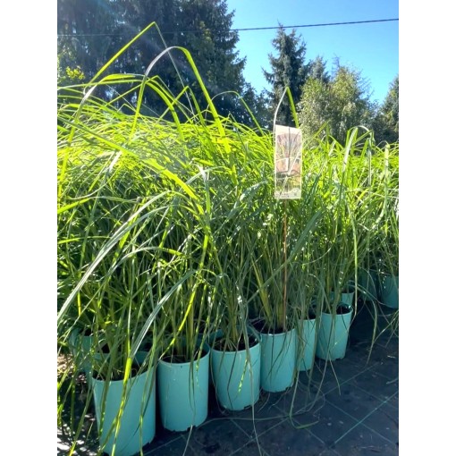 Japānas fontāna zāle ‘Black Beauty’ C4