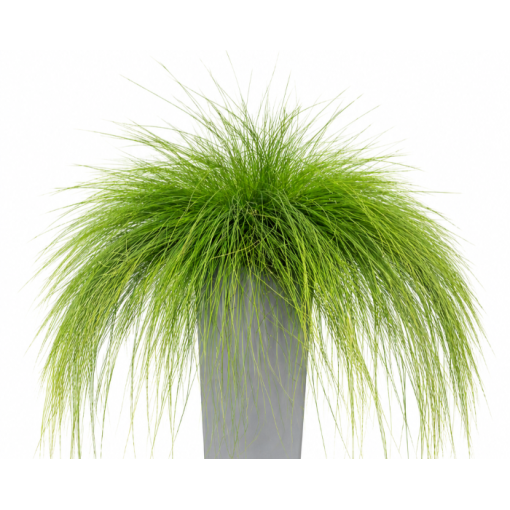 Mārsīlis 'Walberla' C2