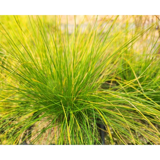Mārsīlis 'Walberla' C2
