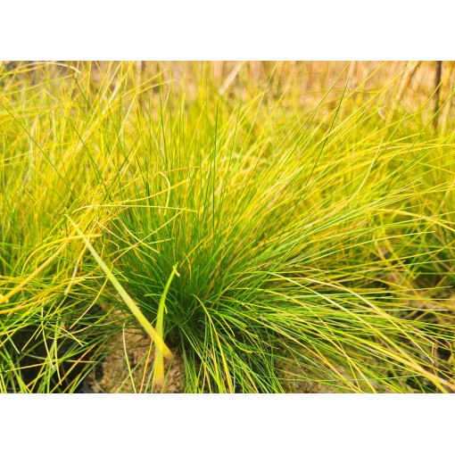 Mārsīlis 'Walberla' C2