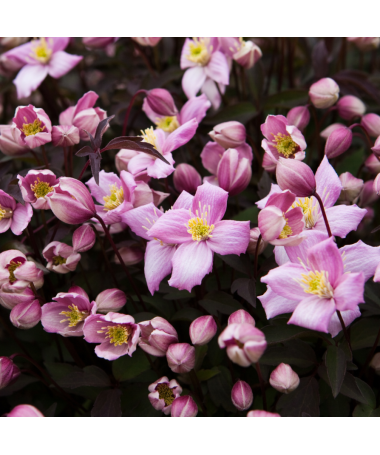 Clematis Montana Fragrant Spring Mayleen (kalnu) C2