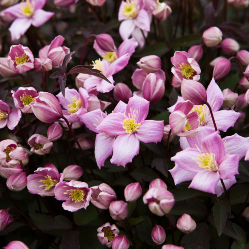 Clematis Montana Fragrant Spring Mayleen (kalnu) C2