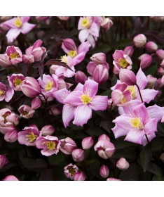 Clematis Montana Fragrant Spring Mayleen (kalnu) C2