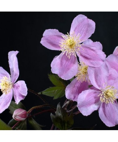 Clematis Montana Fragrant Spring Mayleen (kalnu) C2