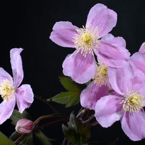 Clematis Montana Fragrant Spring Mayleen (kalnu) C2