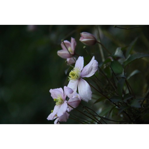 Clematis Montana Fragrant Spring Mayleen (kalnu) C2