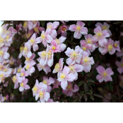 Clematis Montana Fragrant Spring Mayleen (kalnu) C2