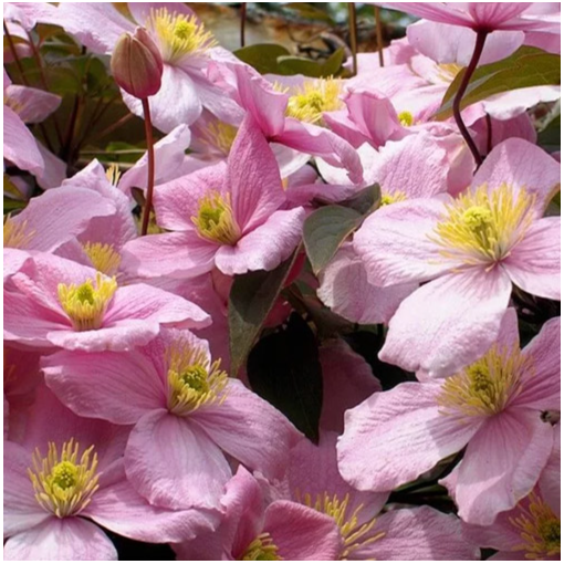 Kalnu klematis ‘Tetrarose' pods C2