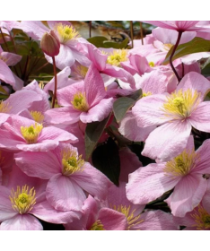 Kalnu klematis ‘Tetrarose' pods C2