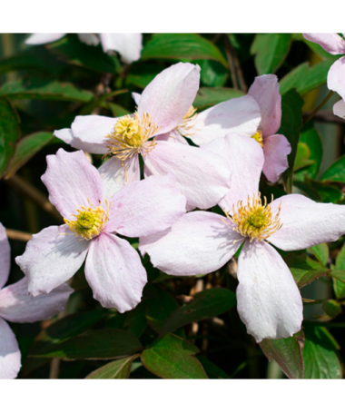 Kalnu klematis ‘Tetrarose' pods C2