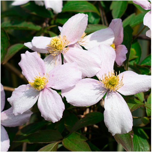 Kalnu klematis ‘Tetrarose' pods C2