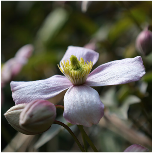 Kalnu klematis ‘Tetrarose' pods C2