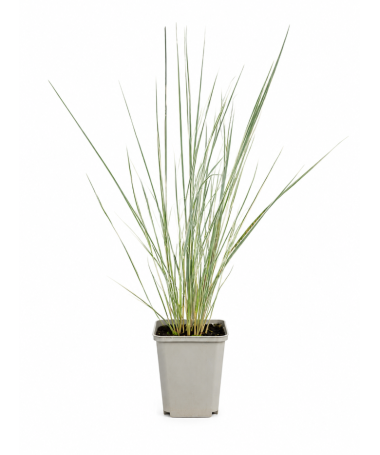 Niedru stiebrzāle Calamagrostis × acutiflora ‘Overdam’ P9/C1