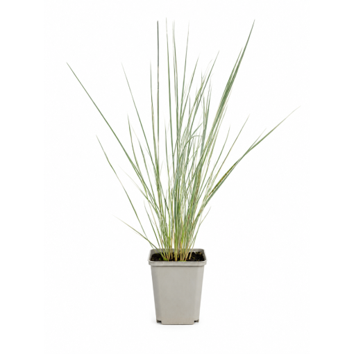 Niedru stiebrzāle Calamagrostis × acutiflora ‘Overdam’ P9/C1