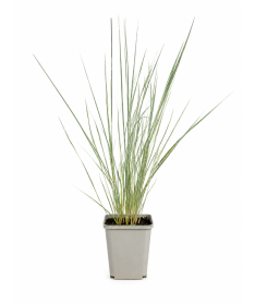Niedru stiebrzāle Calamagrostis × acutiflora ‘Overdam’ P9/C1