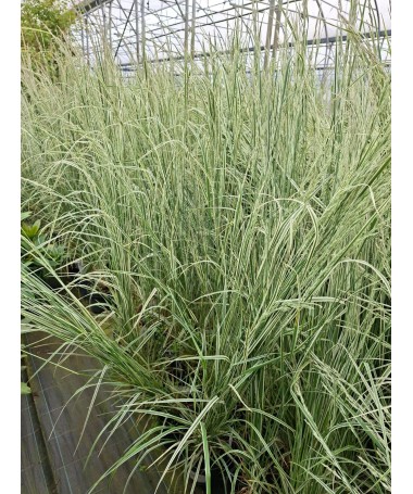 Niedru stiebrzāle Calamagrostis × acutiflora ‘Overdam’ P9/C1