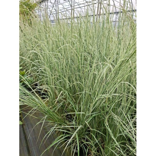 Niedru stiebrzāle Calamagrostis × acutiflora ‘Overdam’ P9/C1