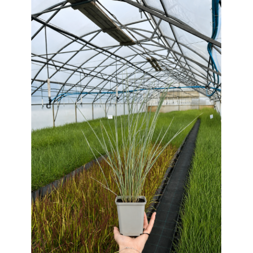 Niedru stiebrzāle Calamagrostis × acutiflora ‘Overdam’ P9/C1