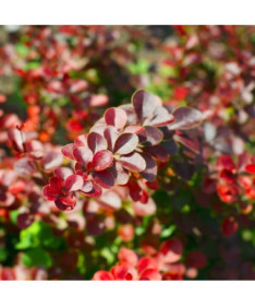 Berberis Thunbergii 'Hellmond Pilar' pods, 2L